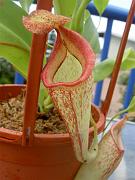 Nepenthes talangensis x maxima 3